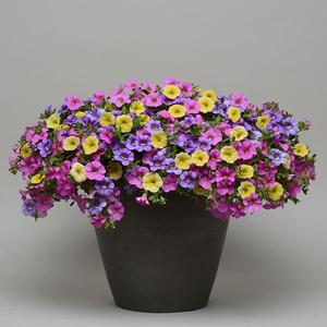 HB Spring Showers combo Hanging Basket (c15)